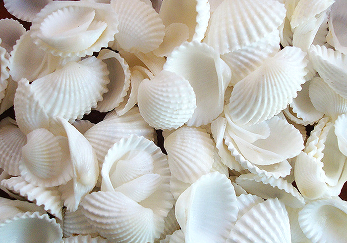 100 Floating Natural White Seashells-White Coral Reef-Pearls-Vivid Aqua Sea Color Gels-Fills 1 Gallon-With Exclusive Measured Gels Prep Bag-Option of 3 Submersible Fairy Lights Strings